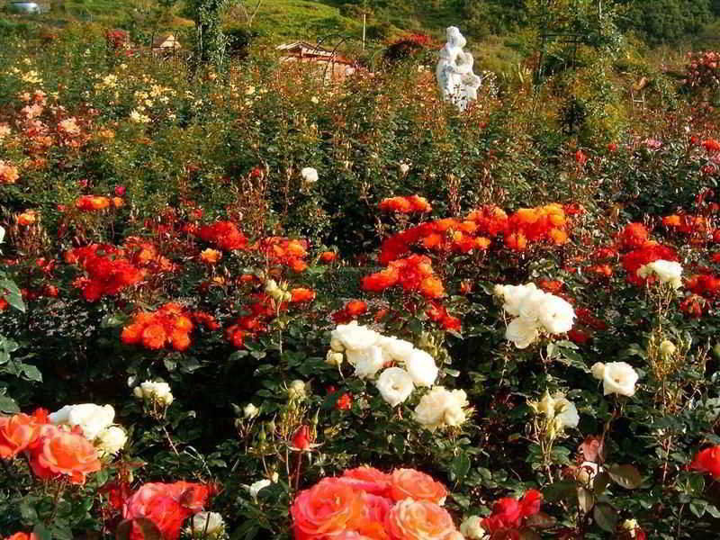 Pestana Quinta Do Arco Nature & Rose Garden Hotel Arco de São Jorge Dış mekan fotoğraf